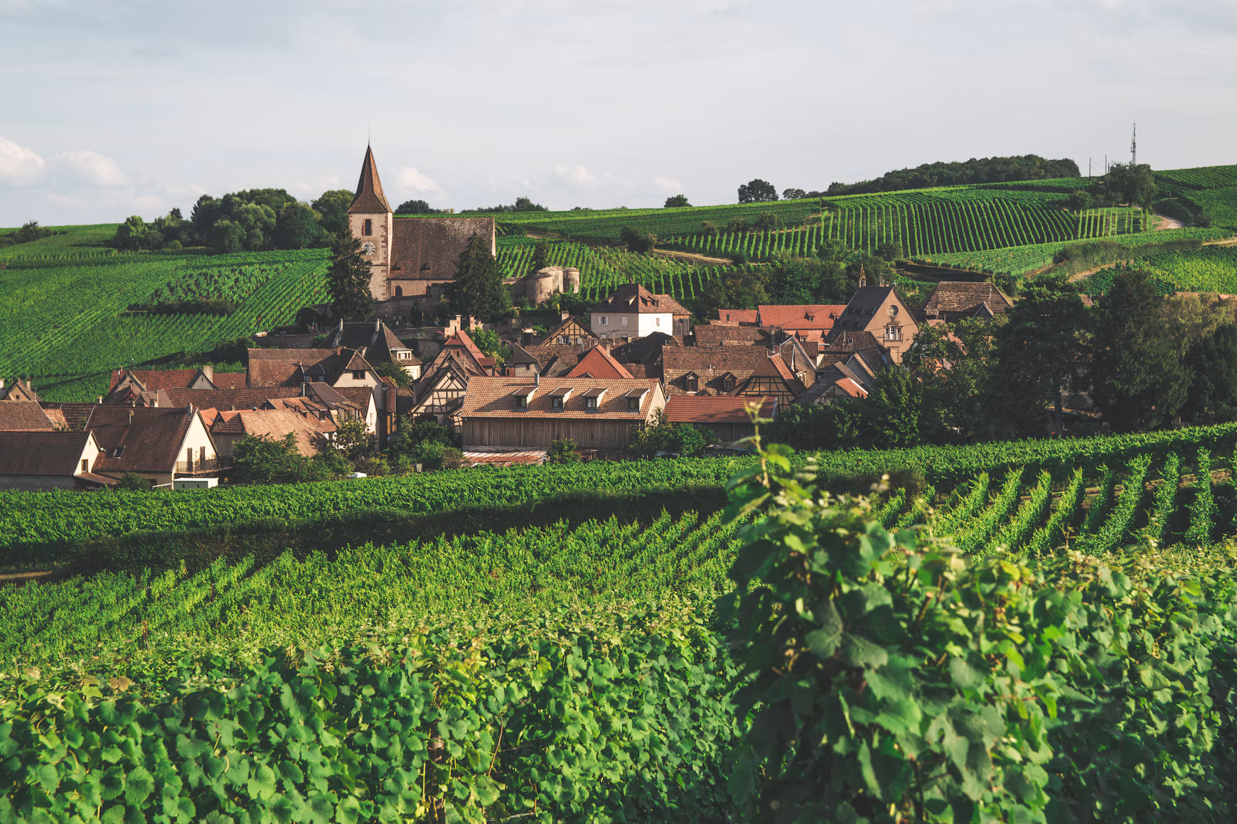 Gastronomic Dinner in a Grand Cru Vineyard