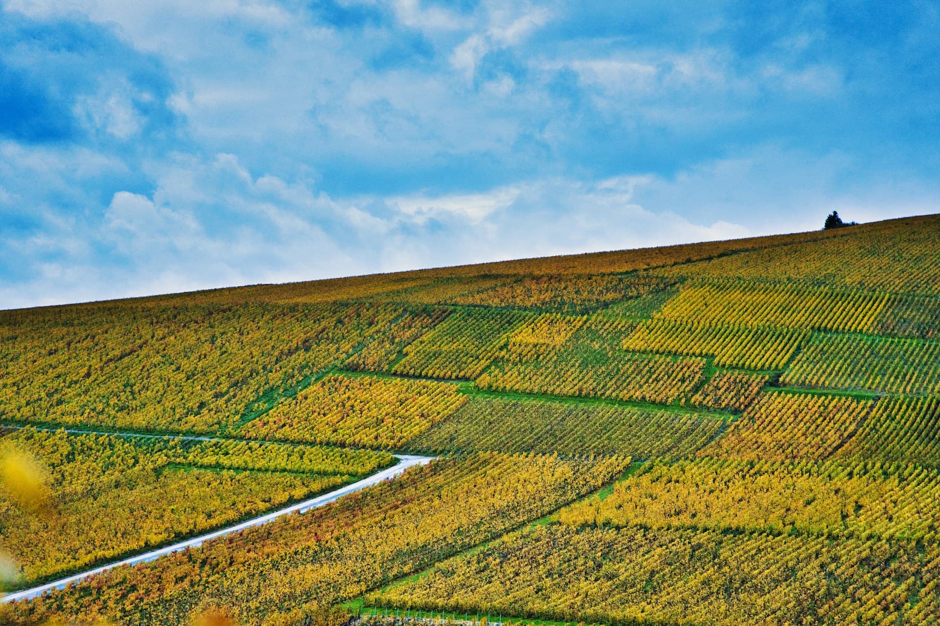 Champagne, Beyond the Bubbles